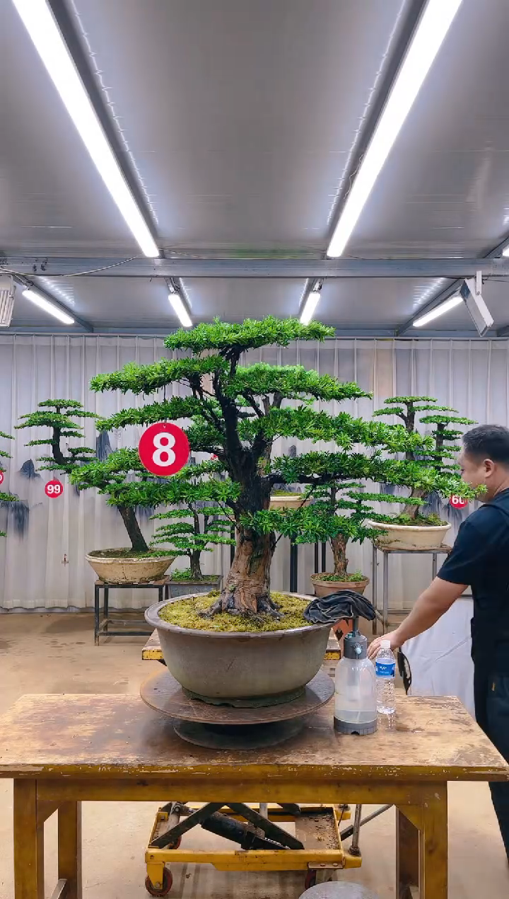 无花朵精品罗汉松盆景  一物一拍