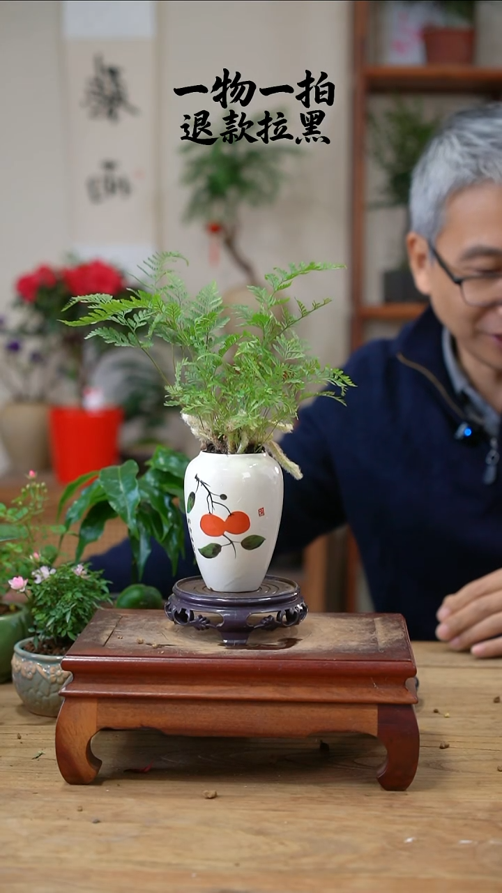 完全开放莉狼尾蕨121