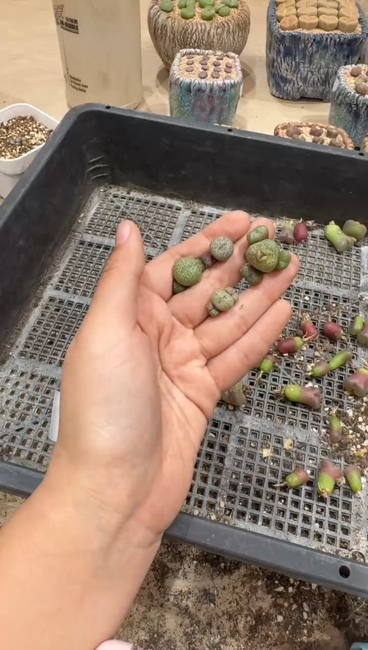 29-290多肉植物肉锥一颗