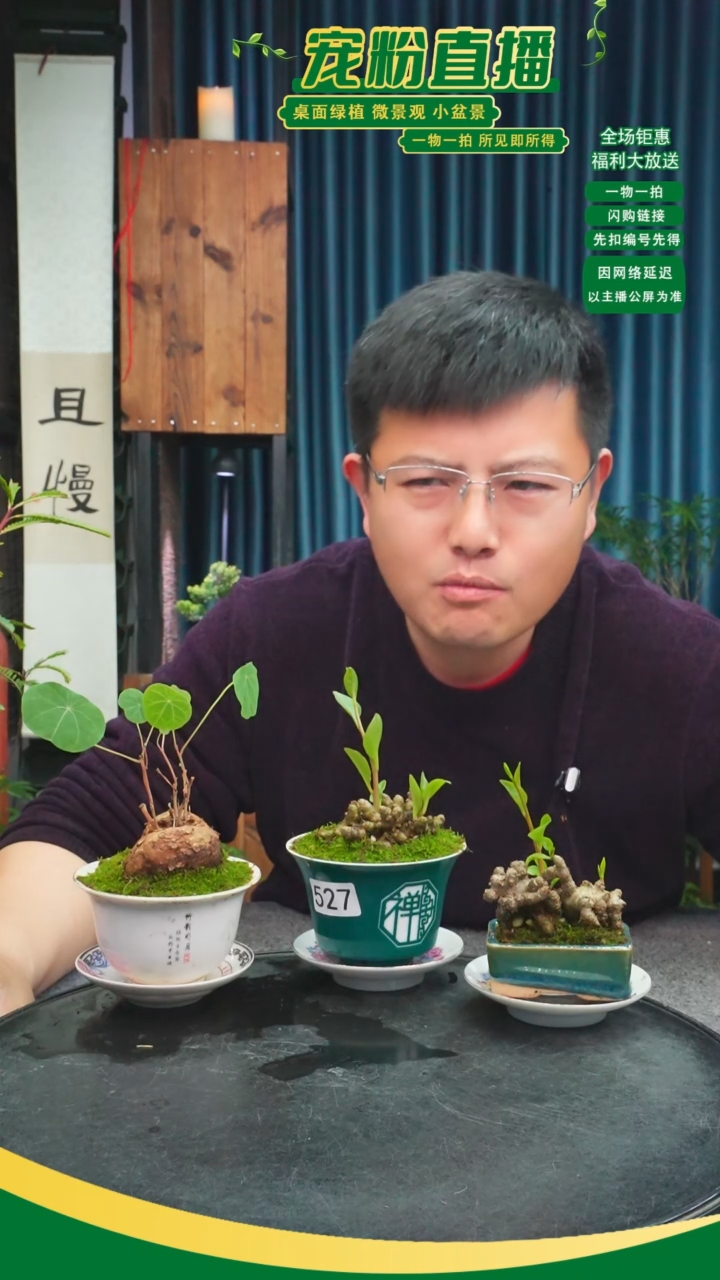 无花朵佑*苔藓微景观527号