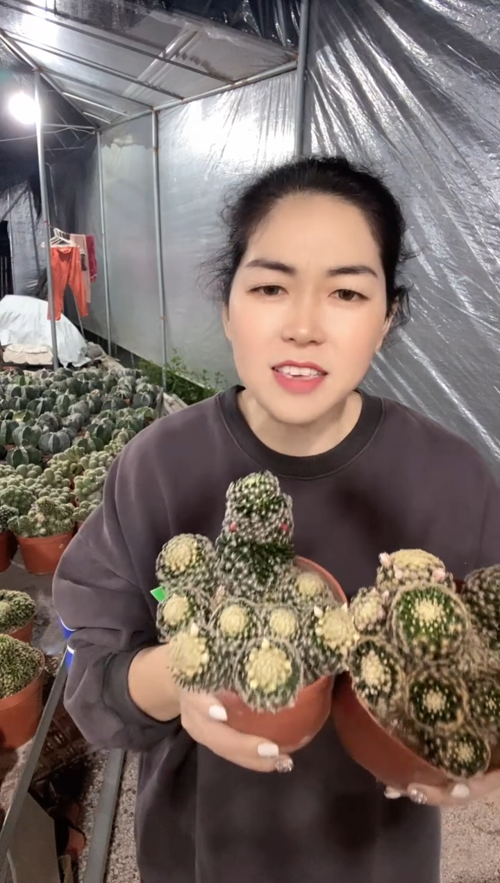 多头超大明星仙人球