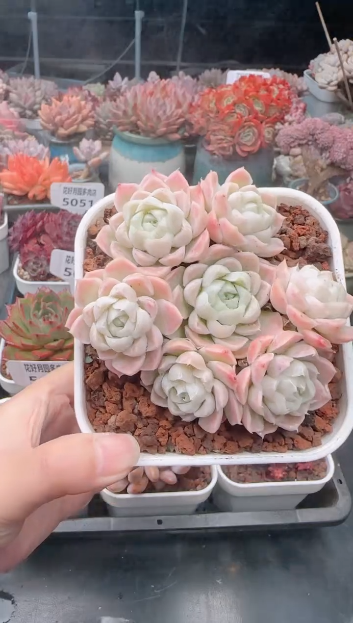 【闪购商品】5052白月影