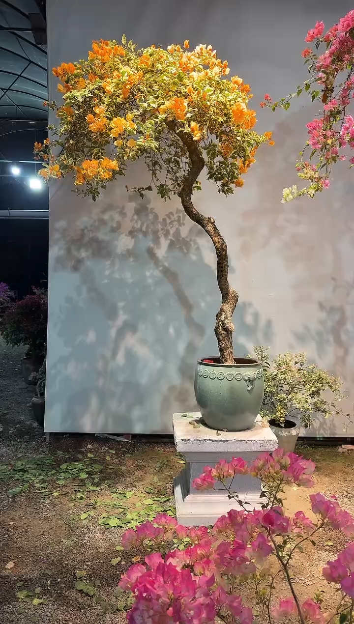 以实际为准城****院三角梅35