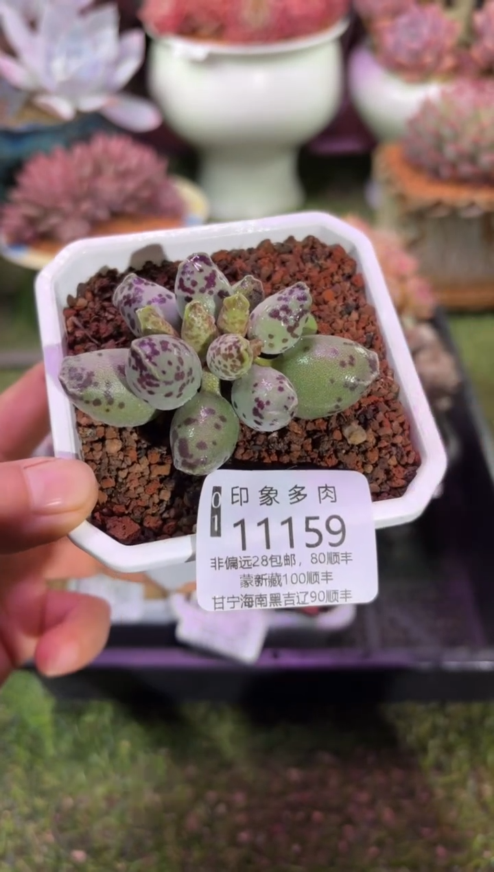 【闪购商品】11159