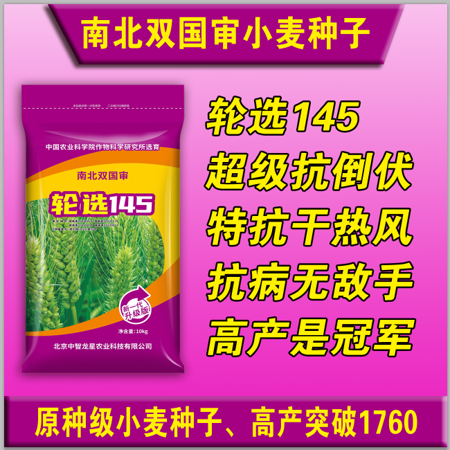 双国审超高产小麦种子轮选145高产小麦品种推荐高产小麦种子批发