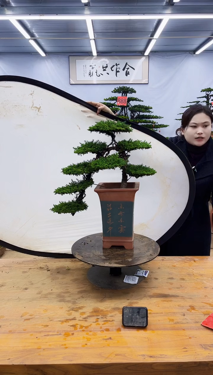 【闪购商品】高端盆景一物一拍，所见即所得