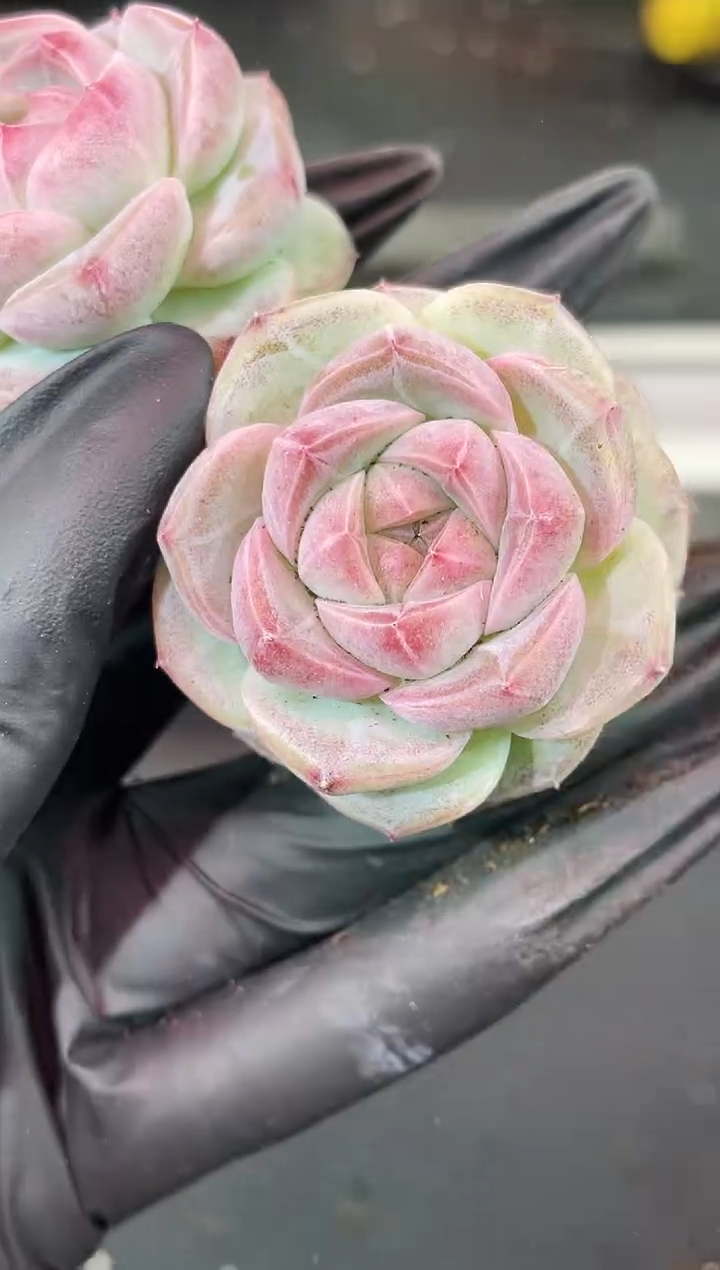 闪购1744  紫心翡灯多肉一颗   4厘米