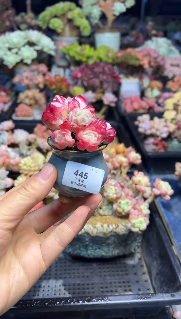 丽445         不带盆