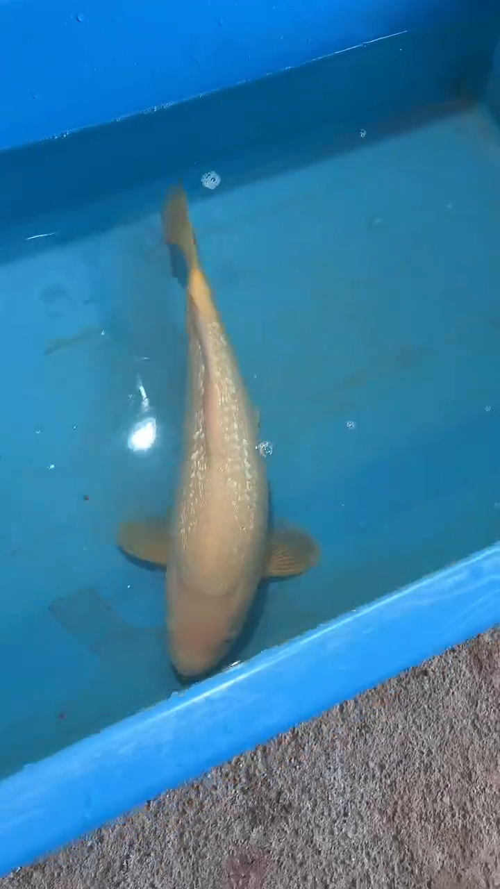 锦鲤太饱锦鲤36cm-45cm不包邮到付