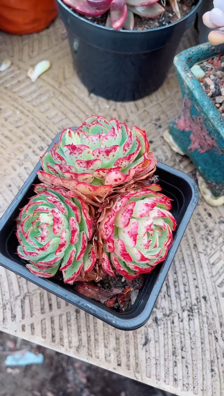 【闪购商品】03578