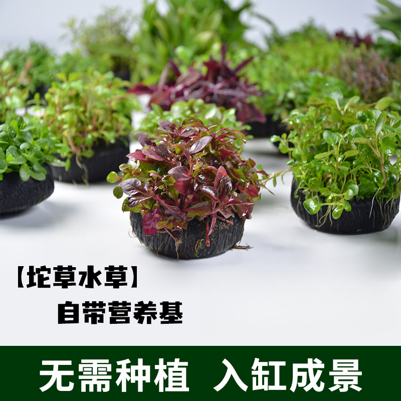 【水草坨草套餐合集】水草套餐锦鲤套餐孔雀鱼套餐溪流缸套餐 水 草