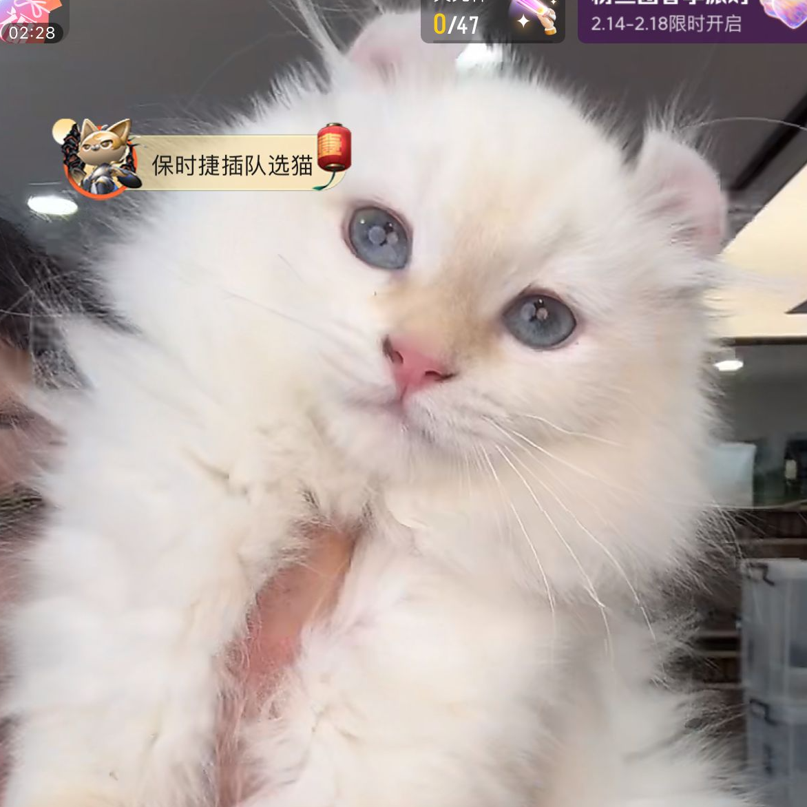 来了姊妹-红点美国卷耳猫 妹妹 36