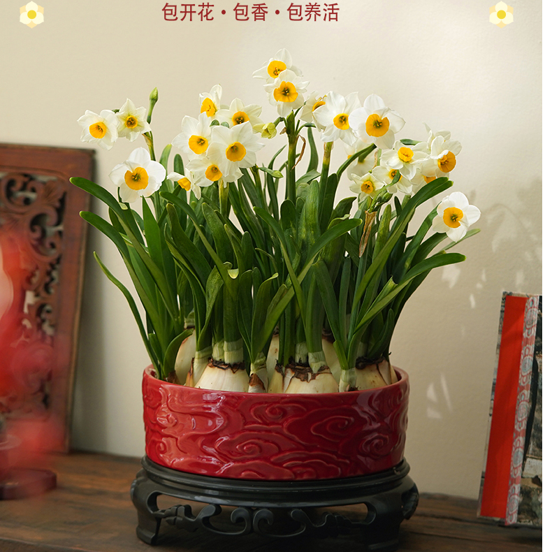 大陶瓷红色祥云盆满盆水仙花养护好易养活年宵花