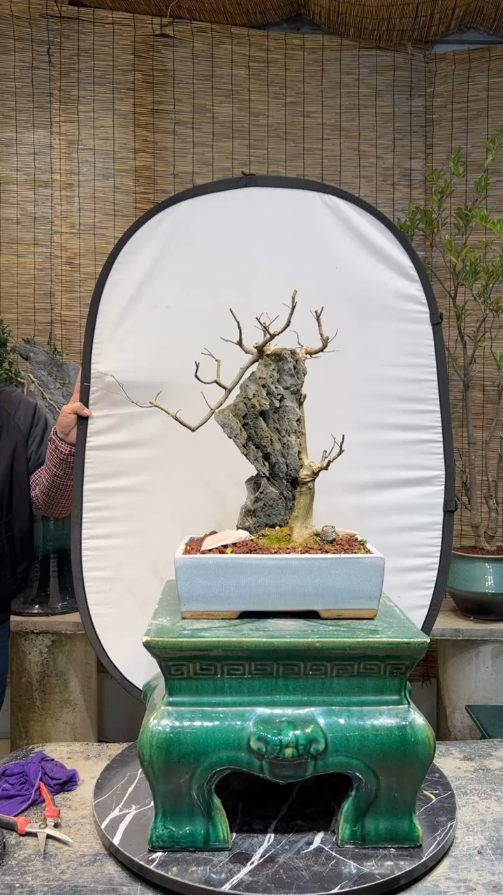 【闪购商品】附石朴树