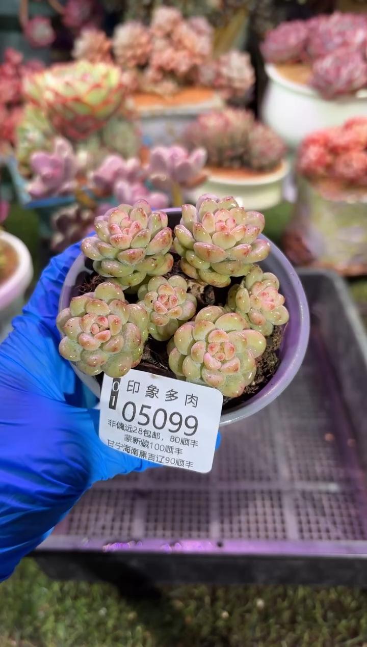 【闪购商品】05099