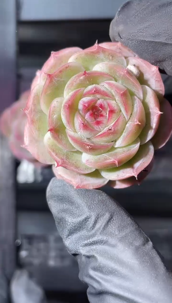 13-7彩色圣音3-4厘米量拍发一颗