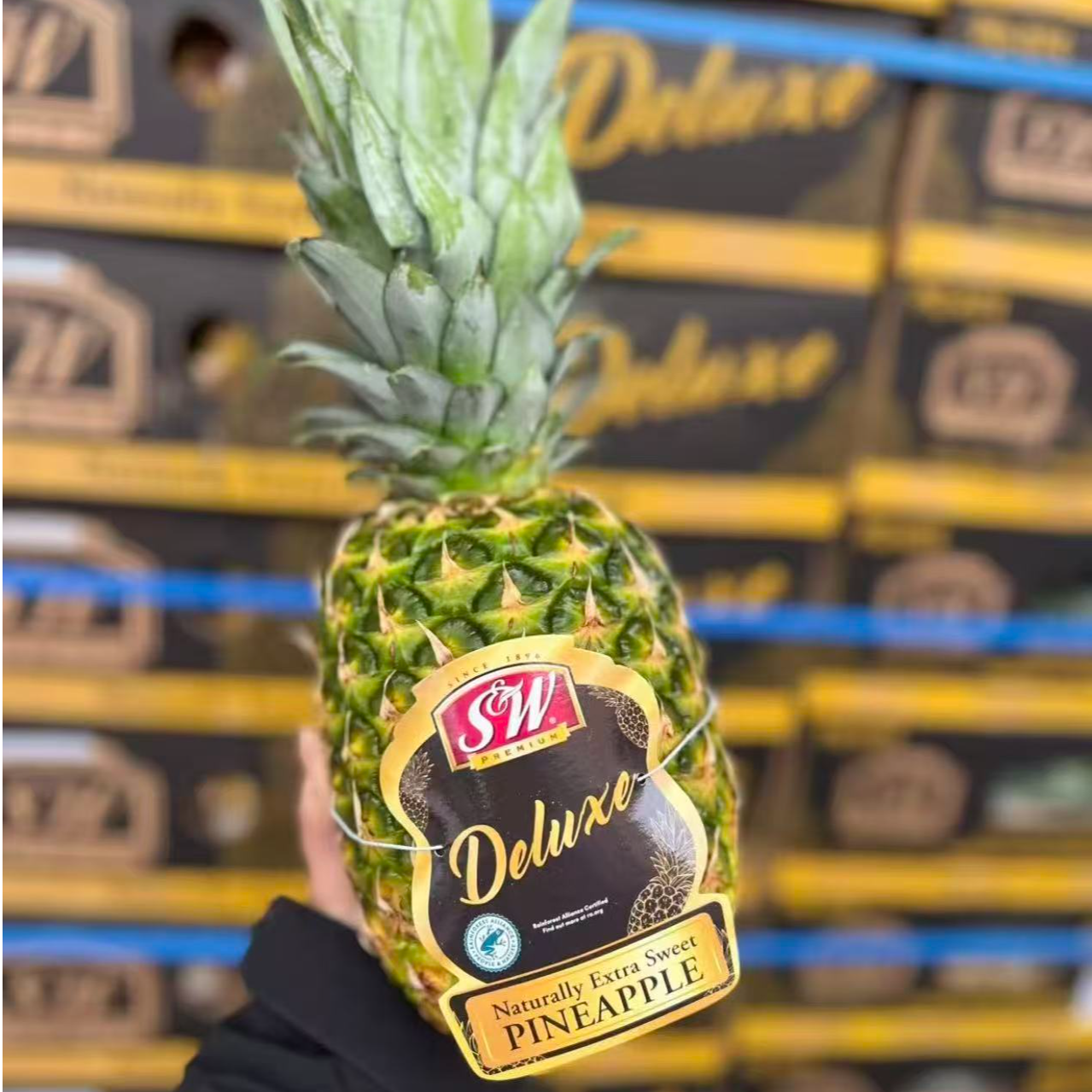 《农人老三》SW黑钻蜂蜜凤梨 新鲜水果顺丰包邮金钻凤梨海南省