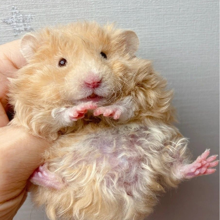 卷毛金丝卷毛米熊卷毛肉桂仓鼠活宠物