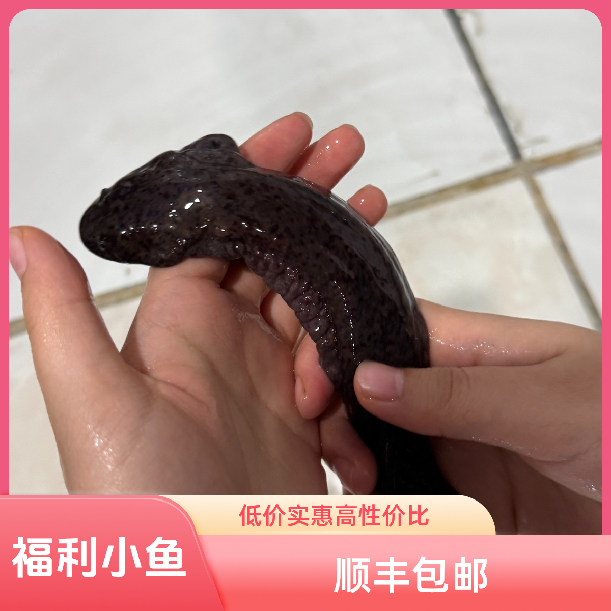 福利小鱼苗一对娃娃鱼包活大鲵人工养殖食用生鲜水产顺丰包邮