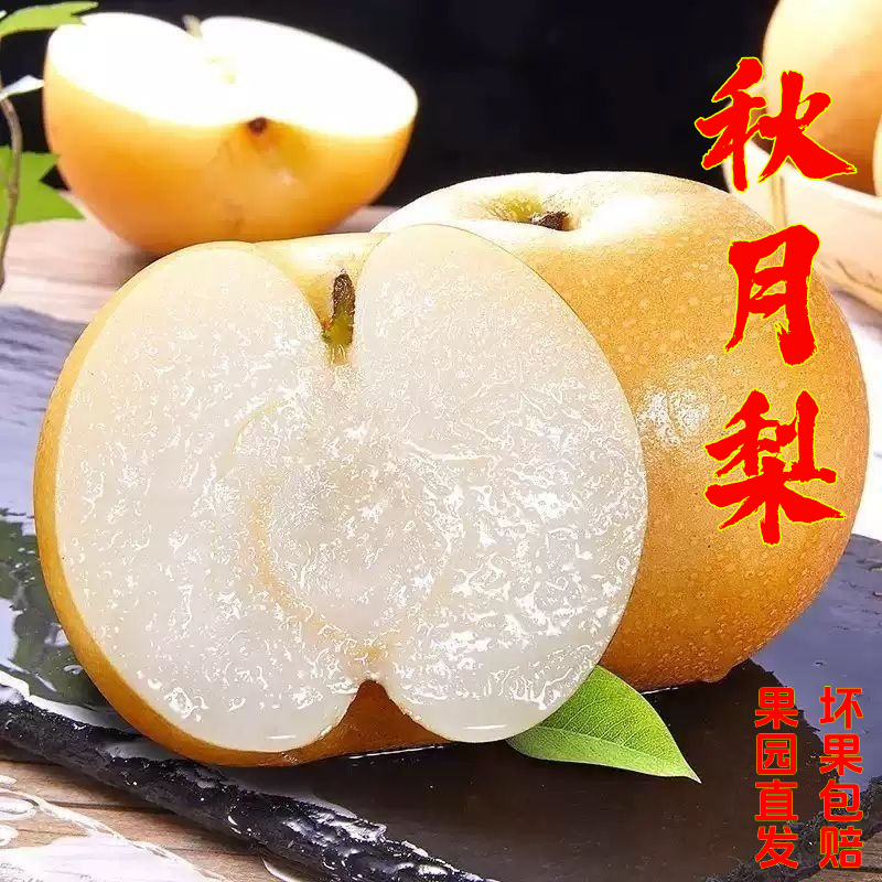 小耘乡山东秋月梨当季水果汁水多爽口皮薄新鲜现摘现发蜜梨