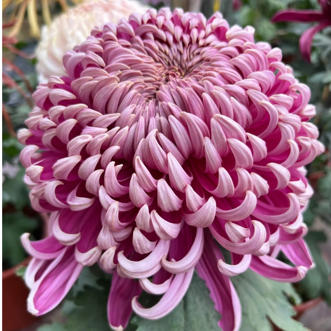 【国华晴舞台】稀有大花富贵菊花盆栽九月菊 开花漂亮耐寒