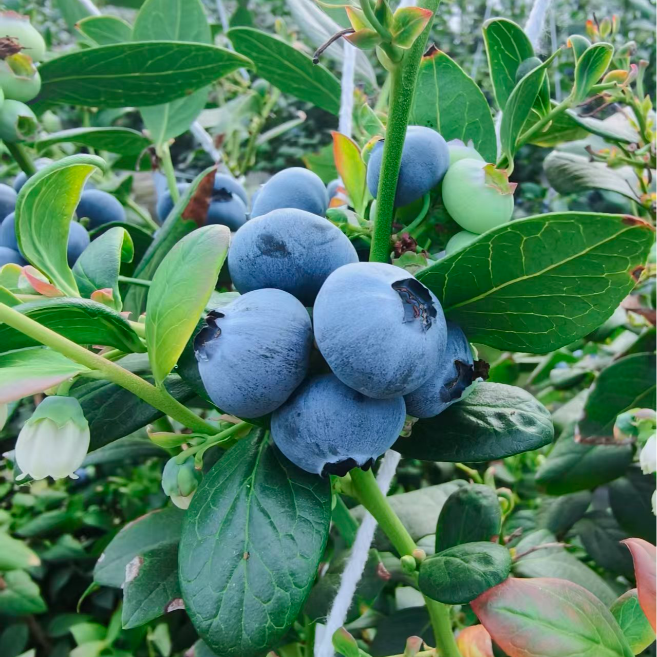 蓝莓 云南直采云南省