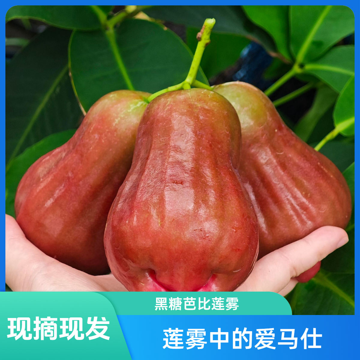 正宗黑糖芭比莲雾新鲜热带水果清甜多汁现摘现发孕妇水果非黑金刚