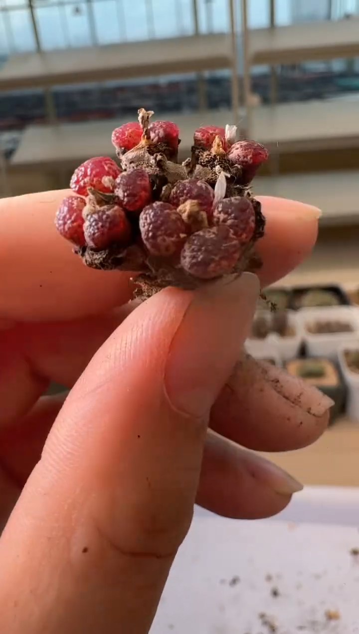 24-102多肉植物肉锥