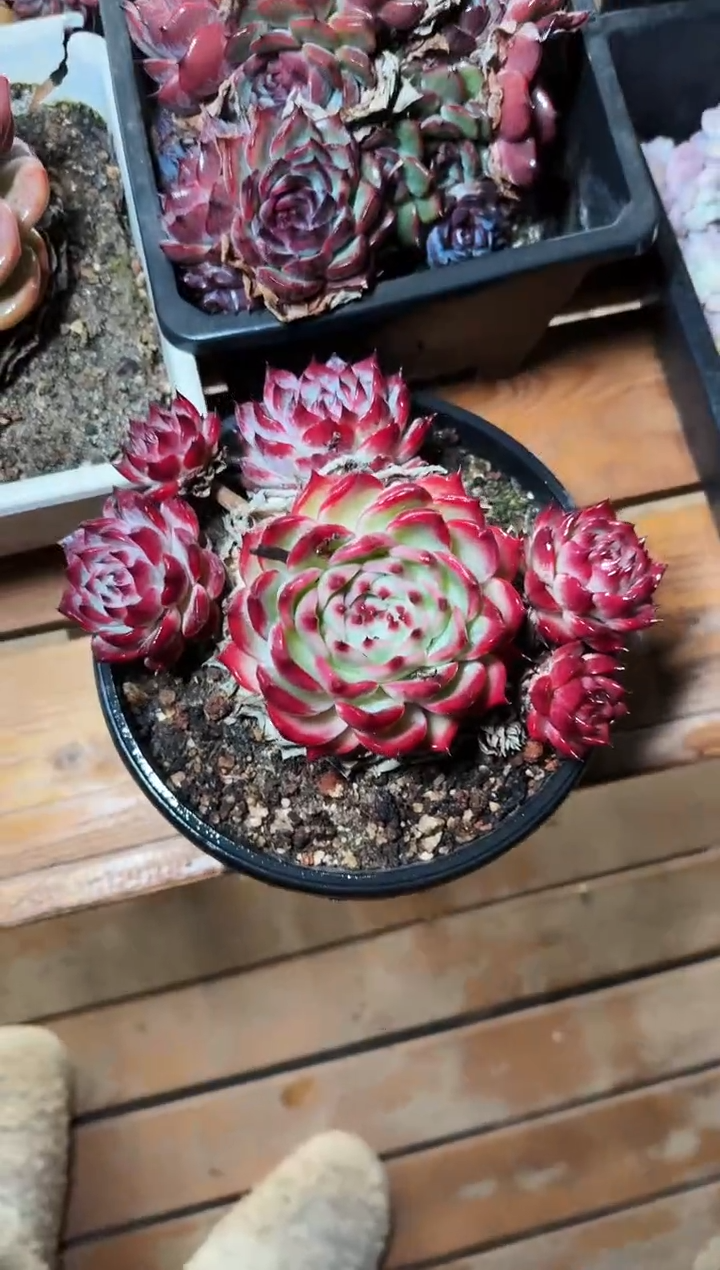 180#吉娃娃群（15-20cm）脱土