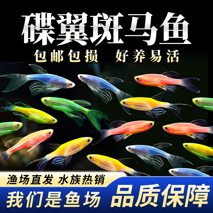 【直播专用】‌蝶翼长尾长鳍斑马鱼小型热带鱼好养易活碟翼观赏鱼