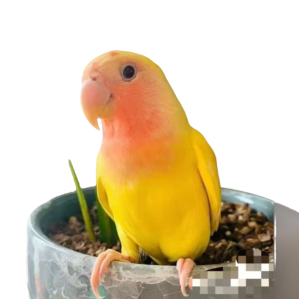 A鸟笼牡丹鹦鹉A鸟笼牡丹鹦鹉