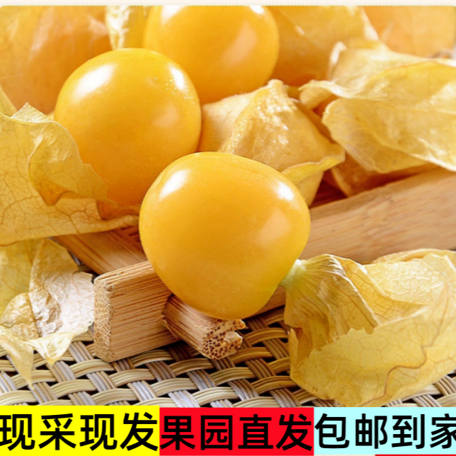 黑龙江头茬东北姑娘果新鲜采摘清甜多汁当季稀有水果包邮直达