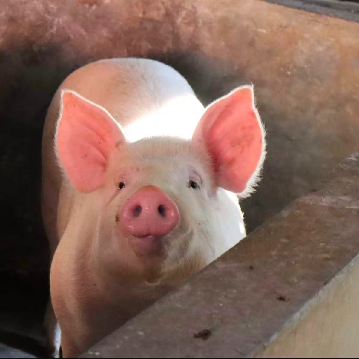 【猪杂】宁乡熟食土猪肉  