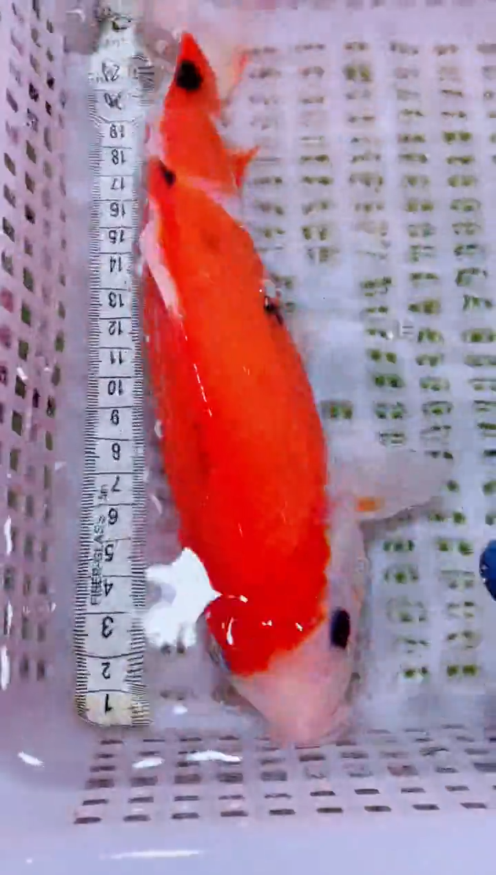 锦鲤血统锦鲤全场包邮73