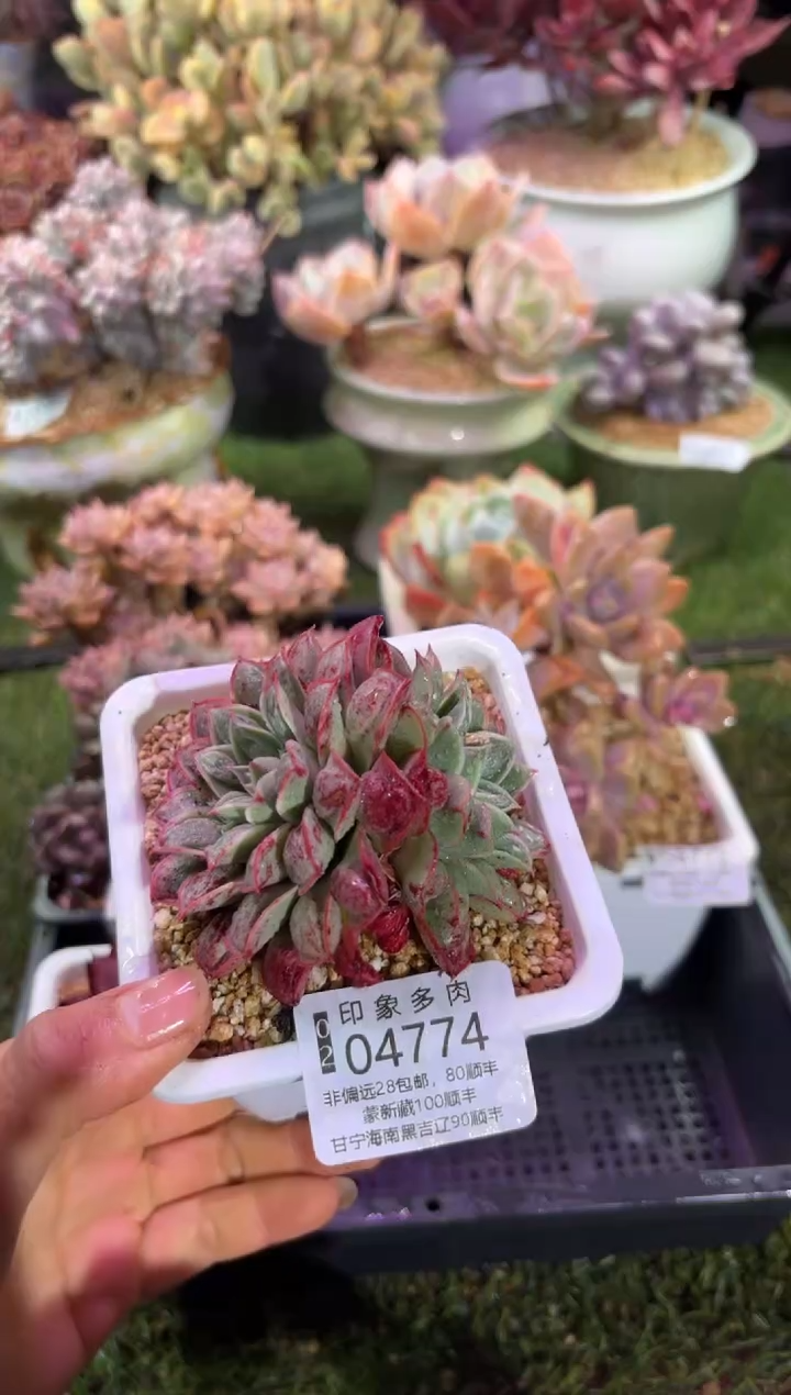 【闪购商品】04774