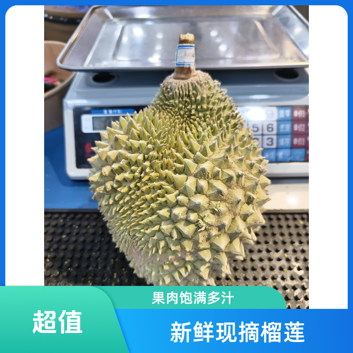 猫山王D197