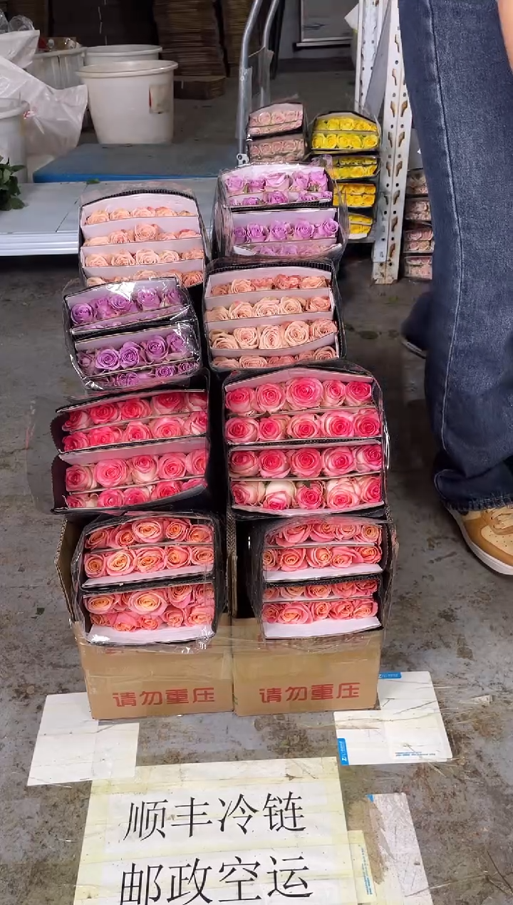 朱小姐20枝+艾沙20枝+卡布20枝+紫霞20枝