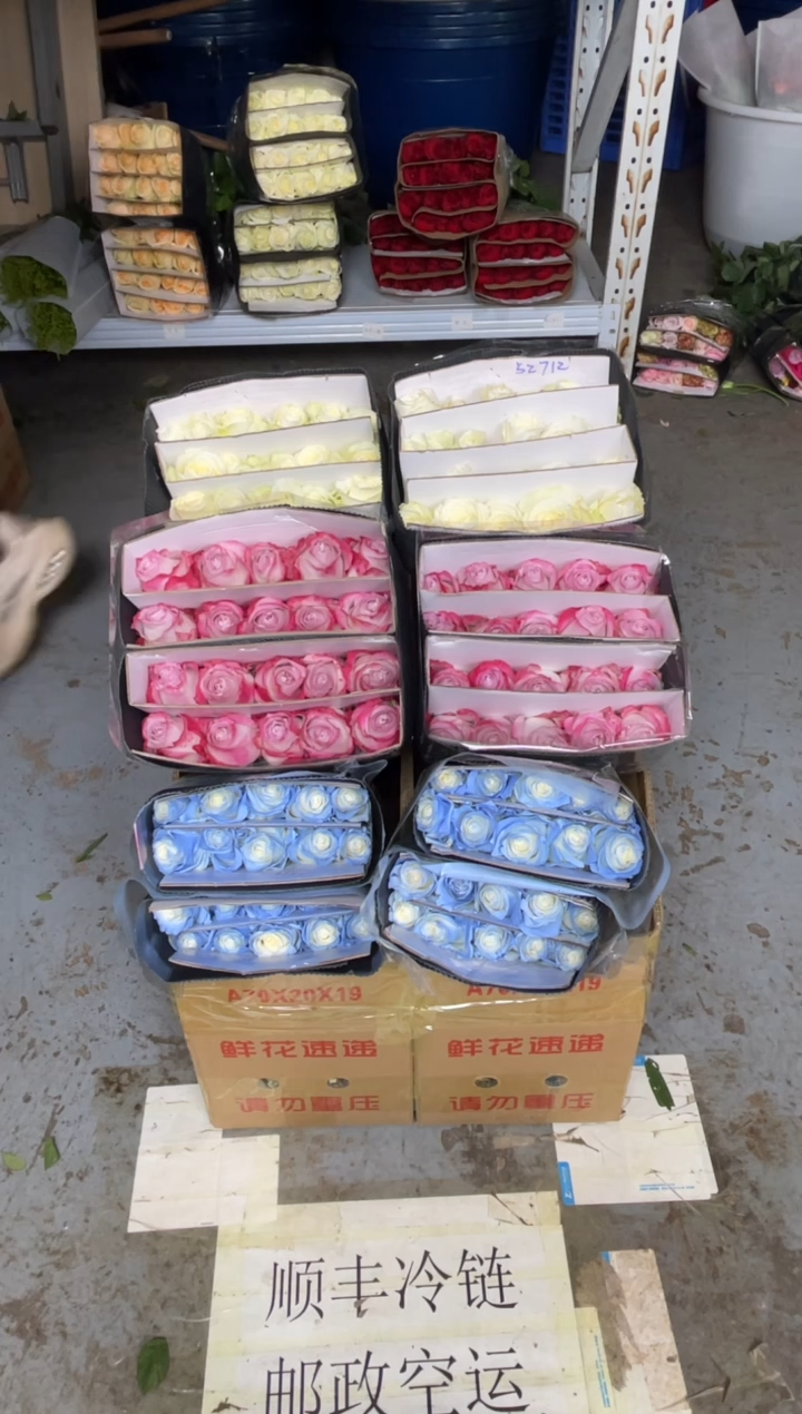 骄傲20枝+碎冰蓝20枝+气场20枝