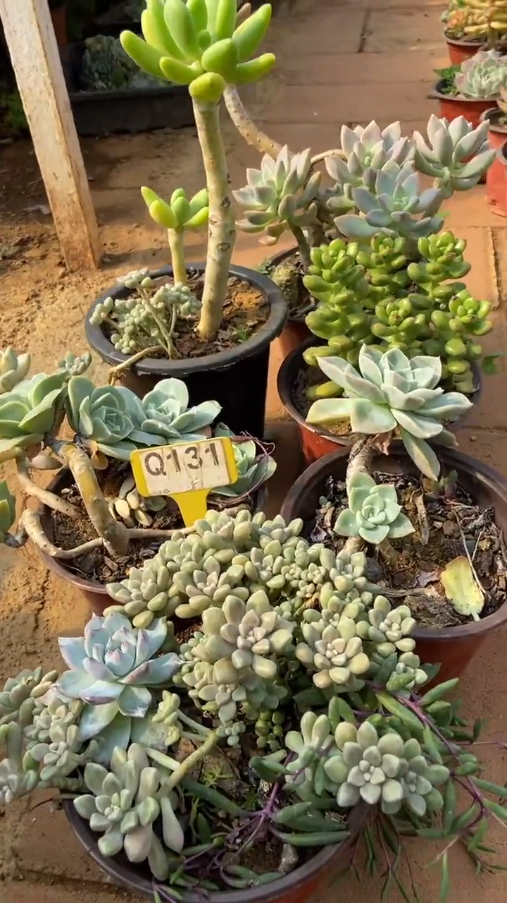Q131多肉组合默认脱土发货