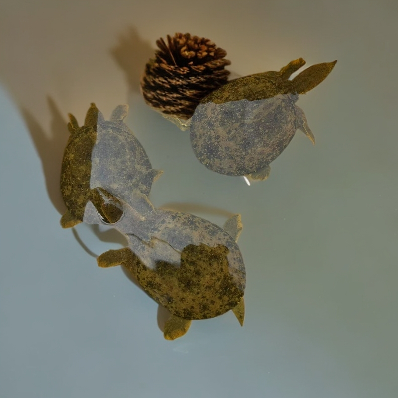 沙憋志屏溪水天然甲鱼