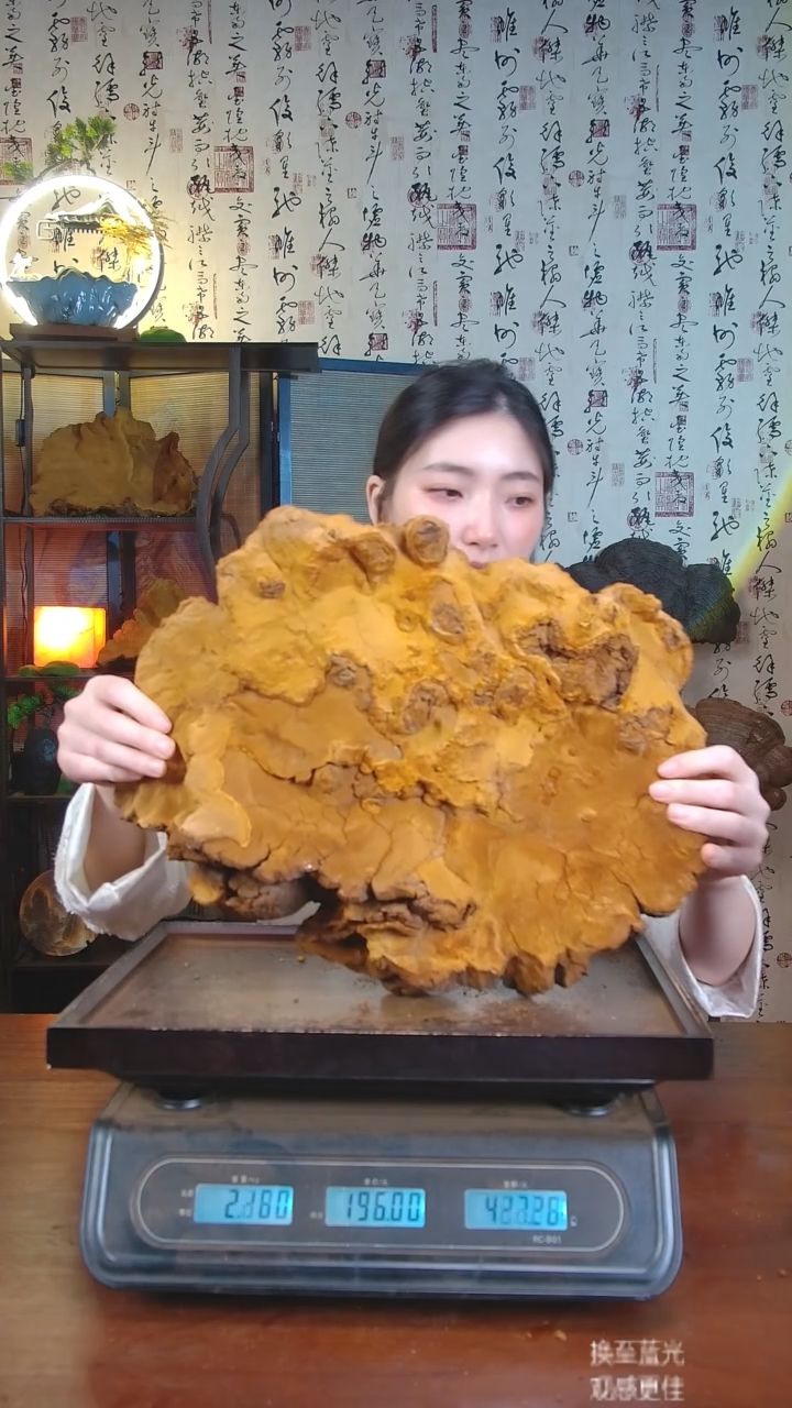 松针层孔菌中国大陆【藏区 野生】松树桑黄（4.45斤）50-60年份