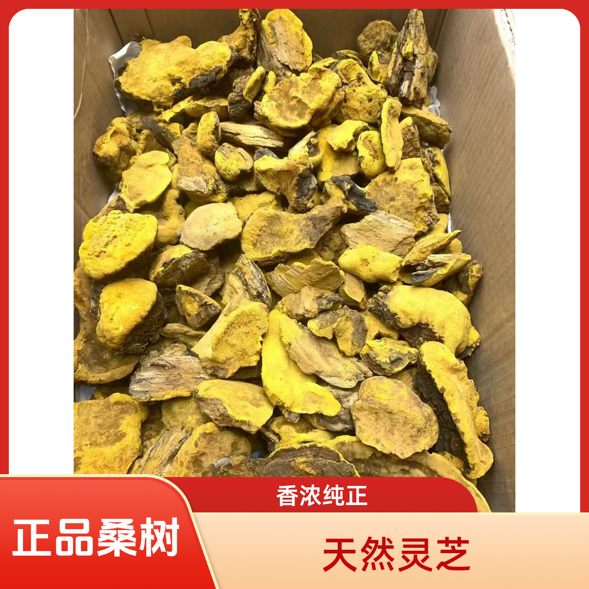 正品桑树桑黄灵芝 野生（碎块）