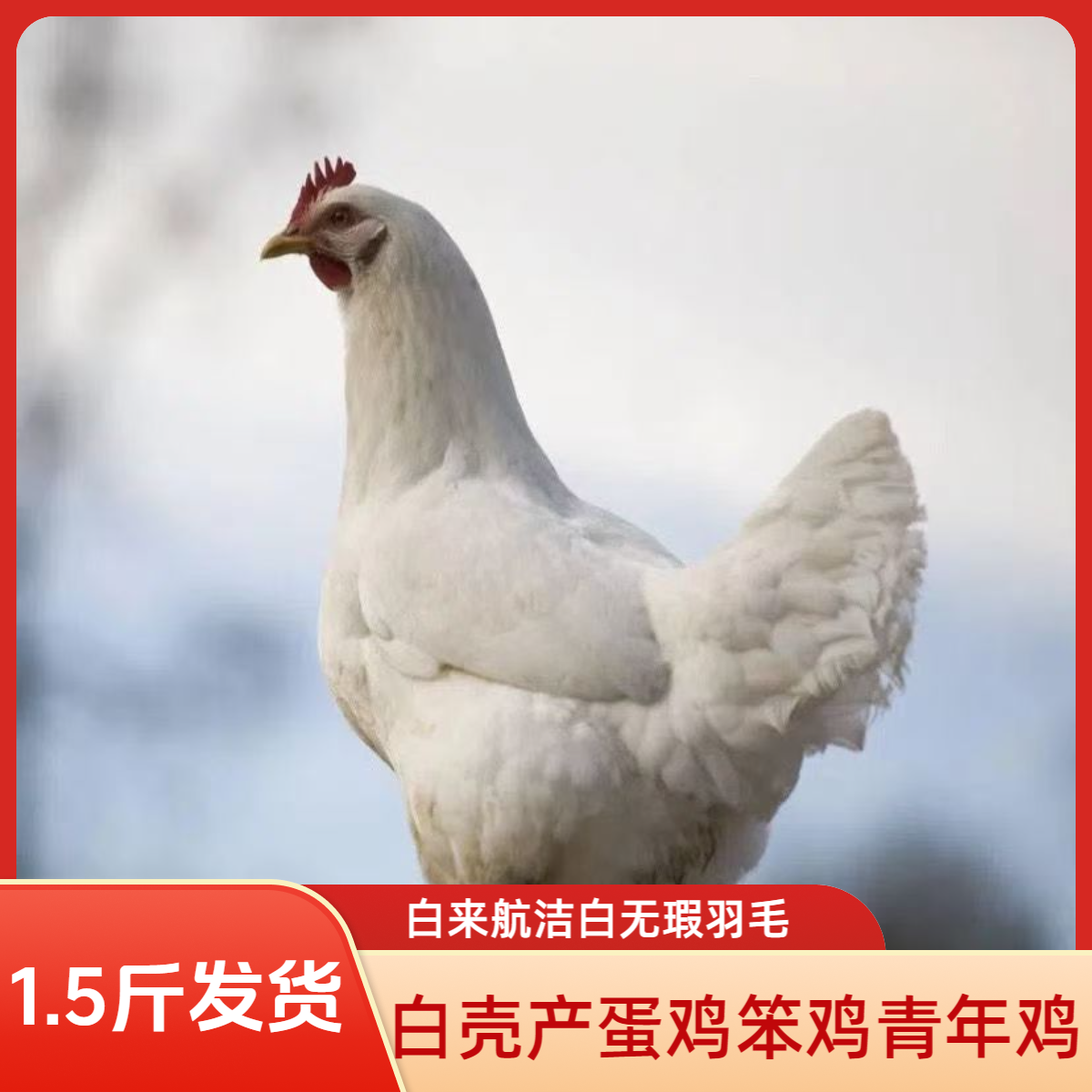 【顺丰包邮】散养纯白无杂毛 白来航 母鸡产蛋鸡长尾鸡宠物鸡