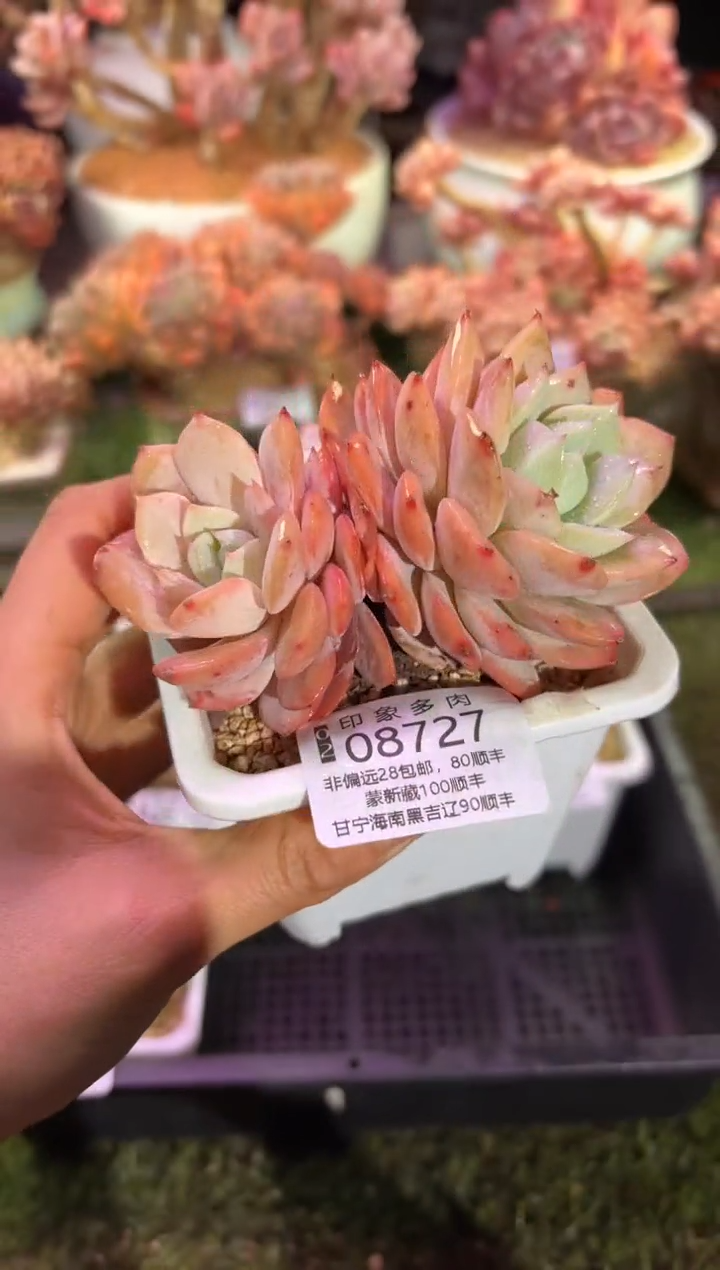 【闪购商品】08727