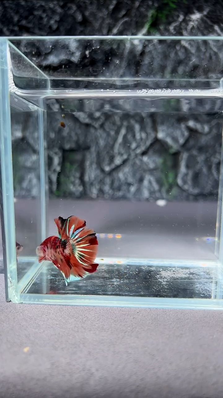 斗鱼竞拍链接A040