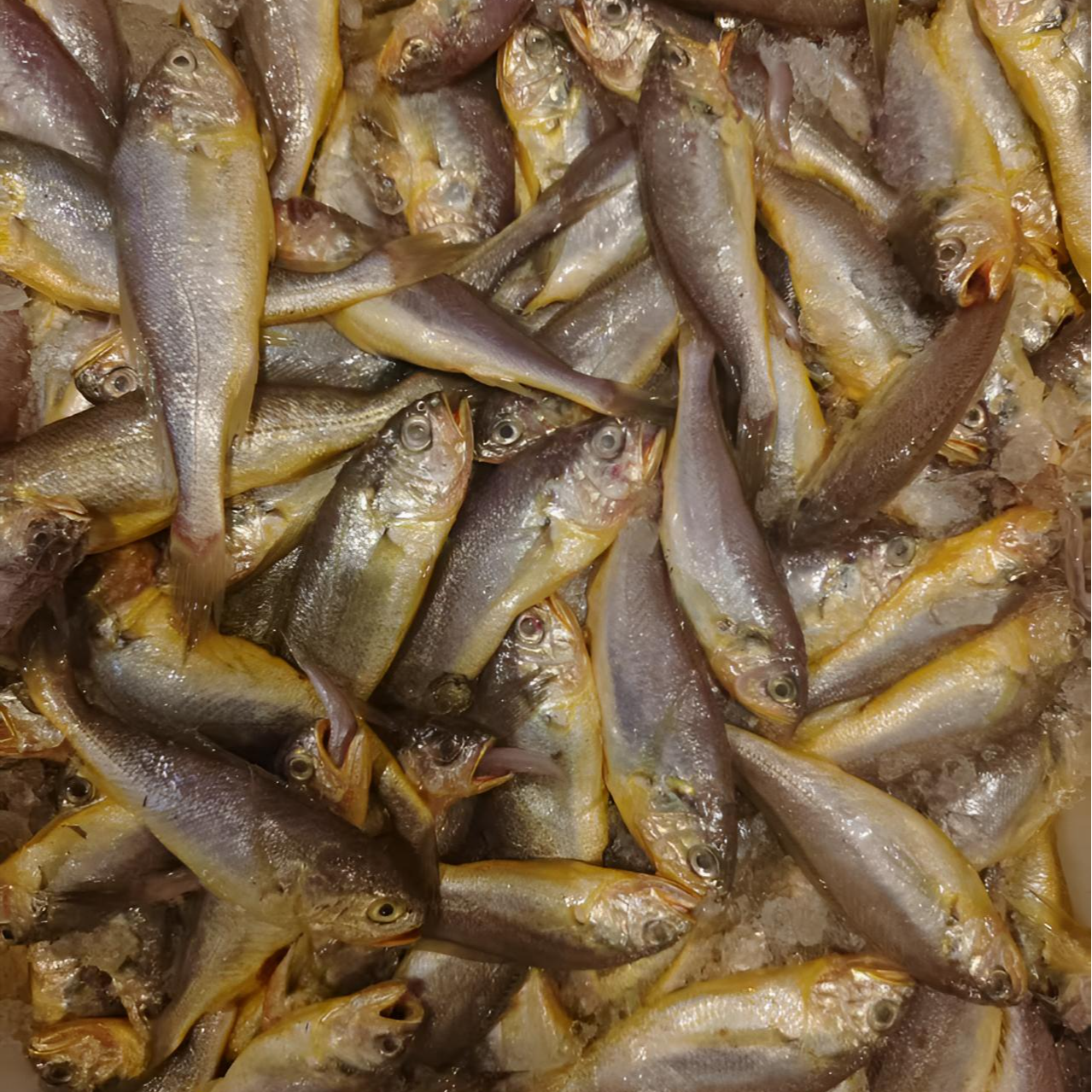 娇娇小黄鱼 【4斤】规格以直播为标准锁鲜发货