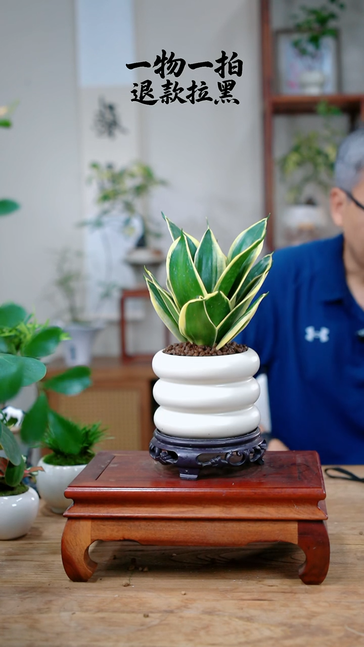 完全开放阿****?虎皮兰372