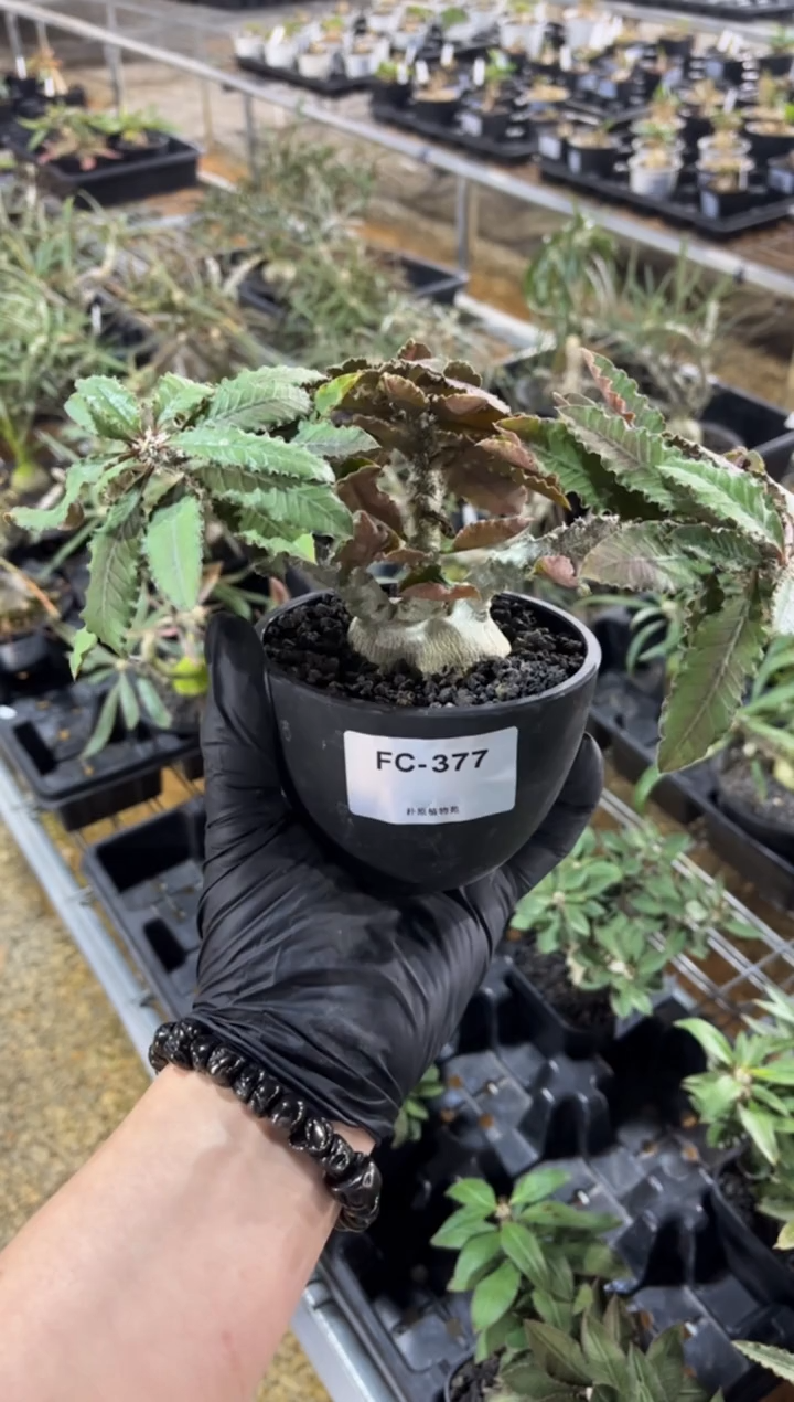 苏珊娜大戟FC-377