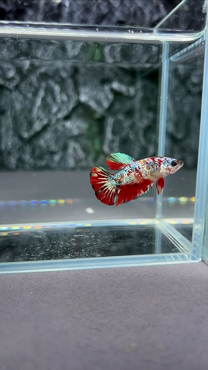 斗鱼竞拍链接A008