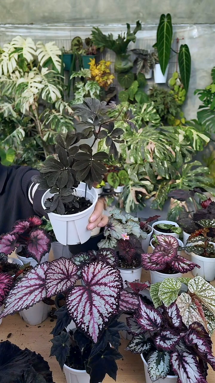 完全开放厄瓜多尔紫茄